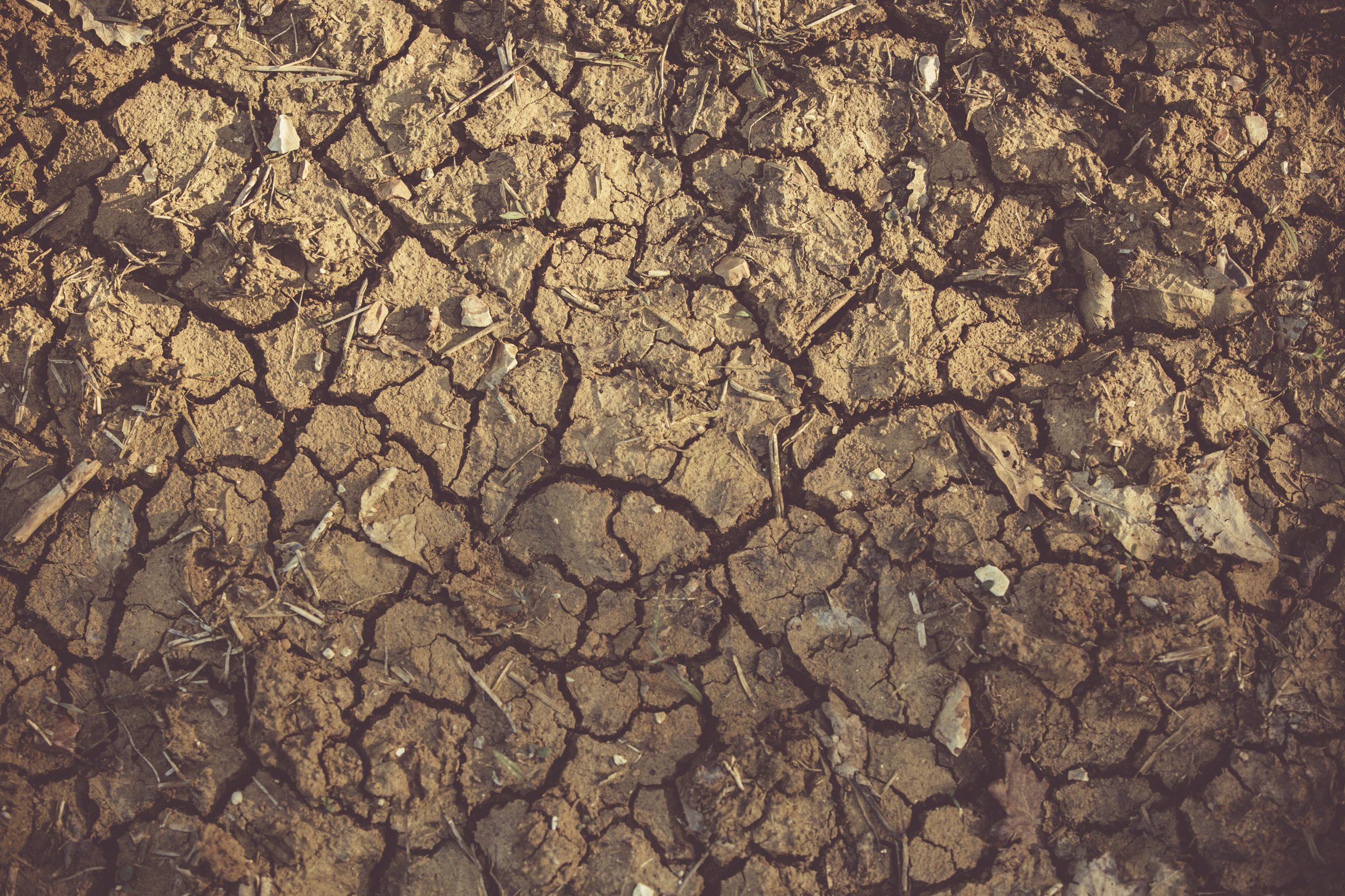 Strengthening drought resilience through satellite data and analytics