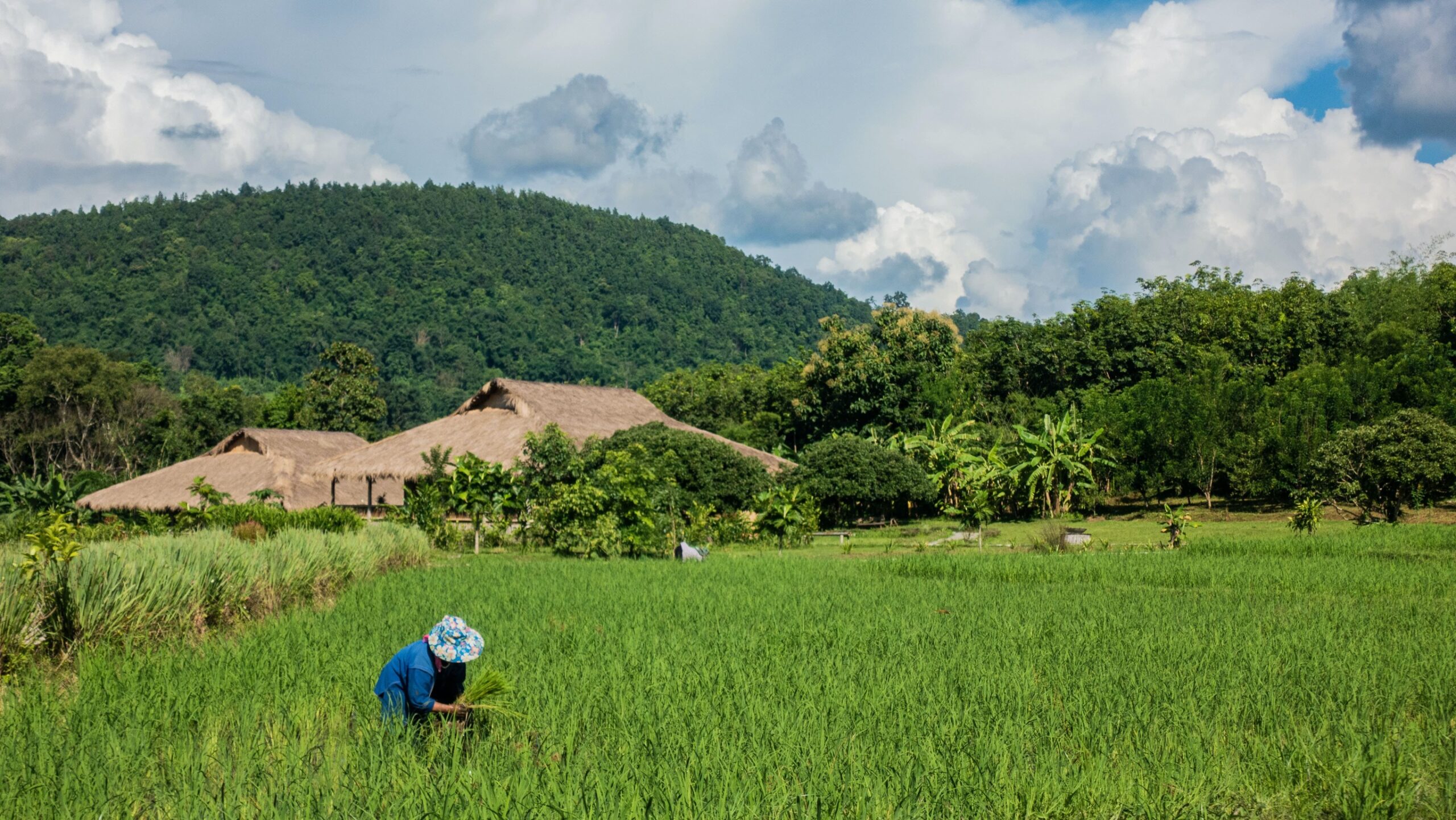 Water management and sustainable agriculture in Thailand