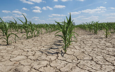 When the Dry Spell Doesn’t End: What Are Farmers’ and Insurers’ Next Moves In the Face of a Megadrought?