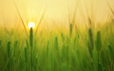 Regenerative agriculture transition to be accelerated through new impact fund from AXA, Unilever and Tikehau Capital
