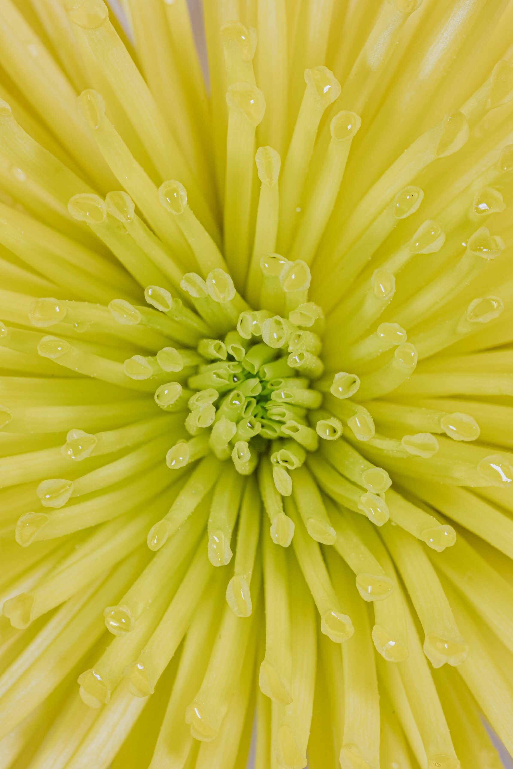 Image of a flower blooming