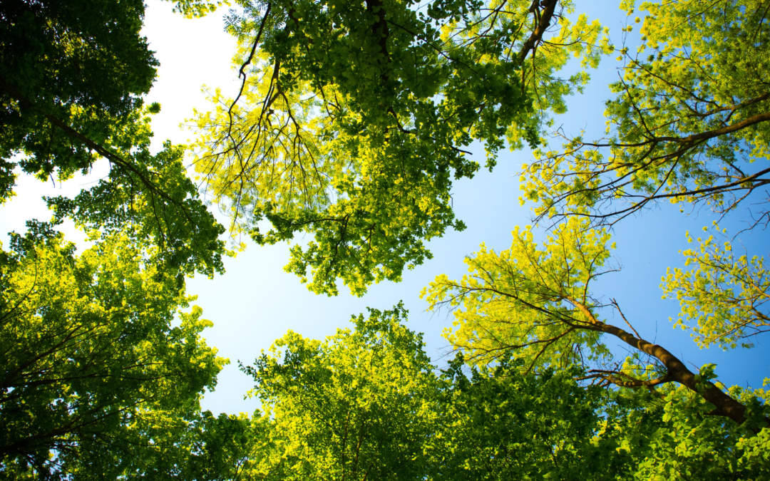 COP15:  Debunking myths on biodiversity and deforestation target-setting