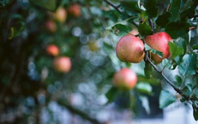 Impact du changement climatique sur la production de fruits : AXA Climate et FNP Fruits dévoilent les résultats de leur étude