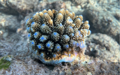 Is there a future for Coral Reefs?