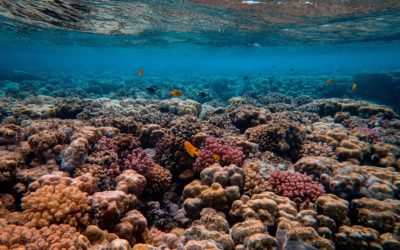 Revolutionizing marine conservation: Blue finance, AXA Climate and Howden partner to protect marine ecosystems