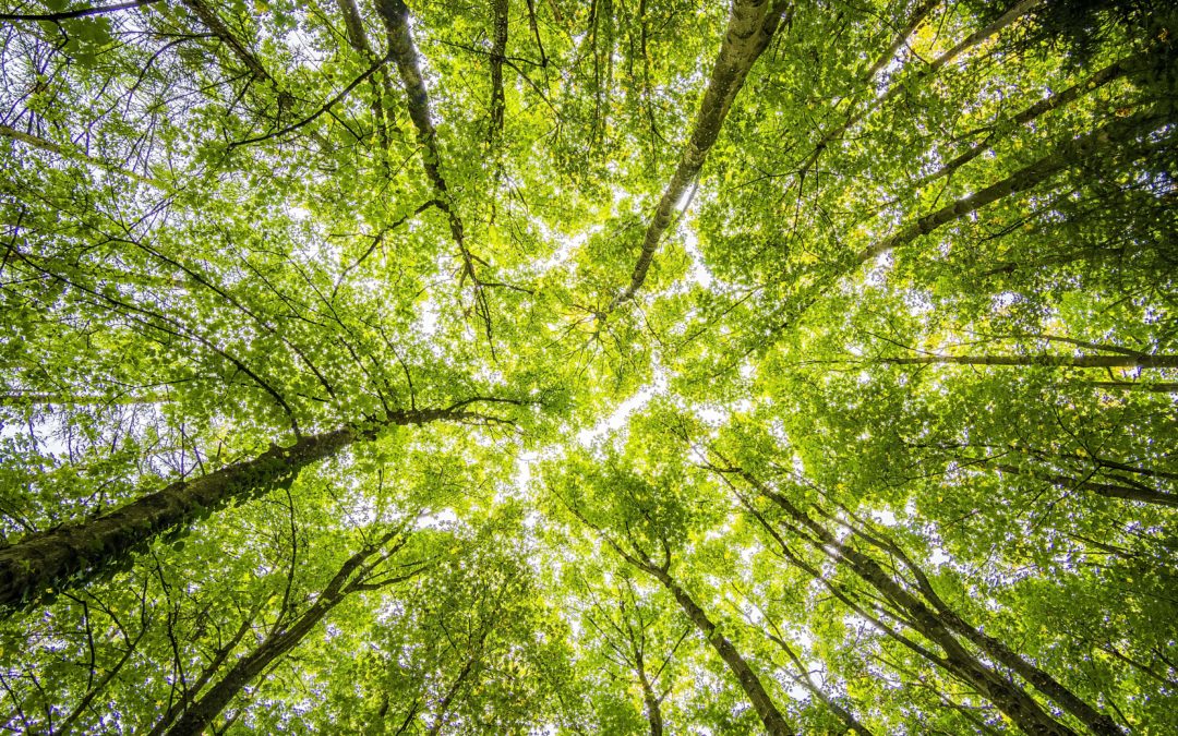 La transition écologique, défi du siècle pour les RH ?