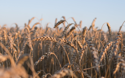 AXA Climate accompagne le Groupe VIVESCIA pour soutenir la transition agroécologique des agriculteurs du Nord-Est de la France