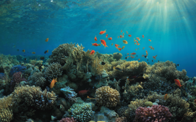 Assurance paramétrique : AXA Climate protège la barrière de corail mésoaméricaine